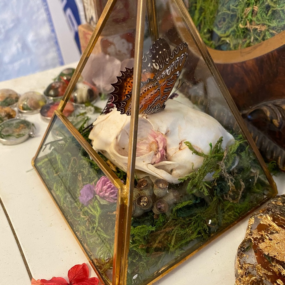🐈‍⬛ 🦋 ☠️ in Triangular Terrarium - Picture 6 of 6